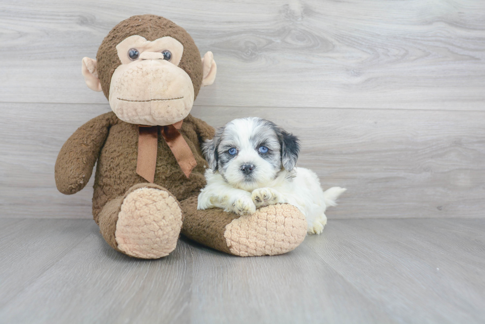 Happy Shih Poo Baby