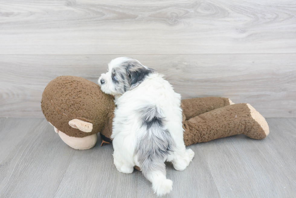 Shih Poo Puppy for Adoption