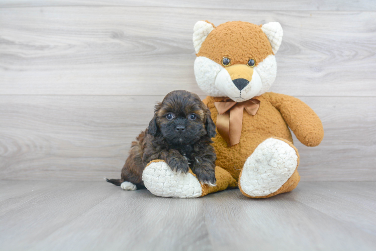 Petite Shih Poo Poodle Mix Pup