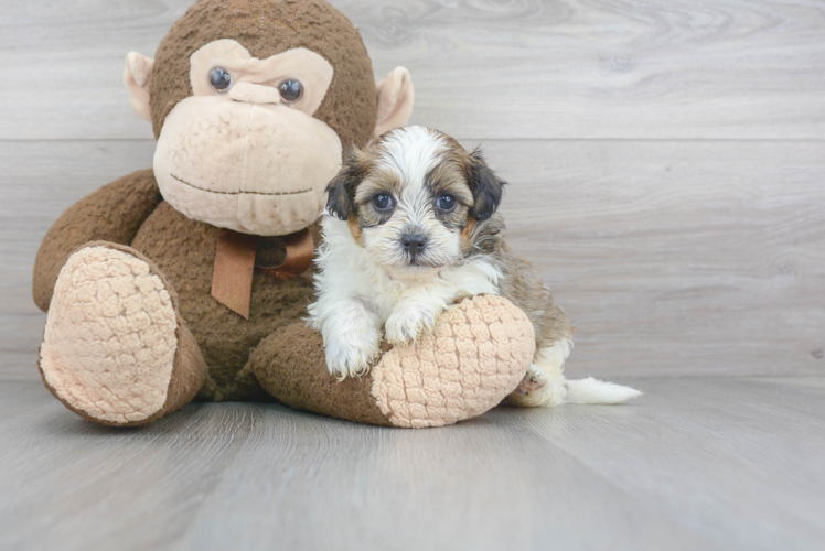 Happy Shih Poo Baby