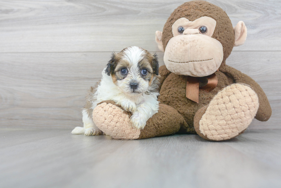 Best Shih Poo Baby