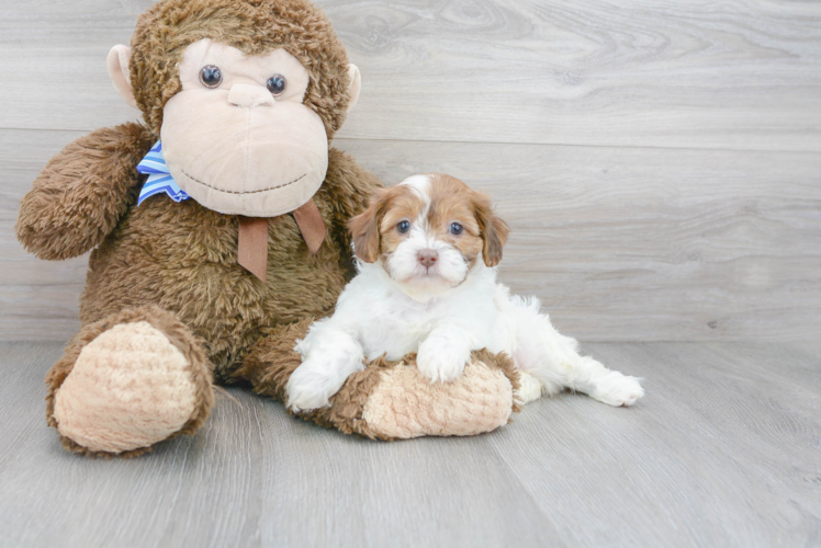 Best Shih Poo Baby