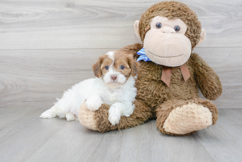 Shih Poo Puppy for Adoption