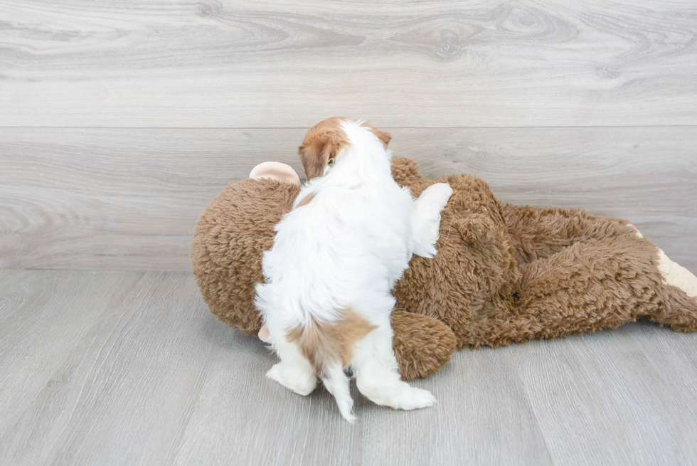 Cute Shih Poo Baby