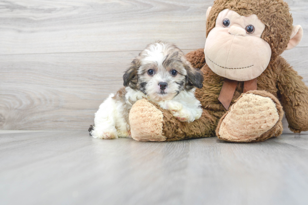 Shih Poo Pup Being Cute