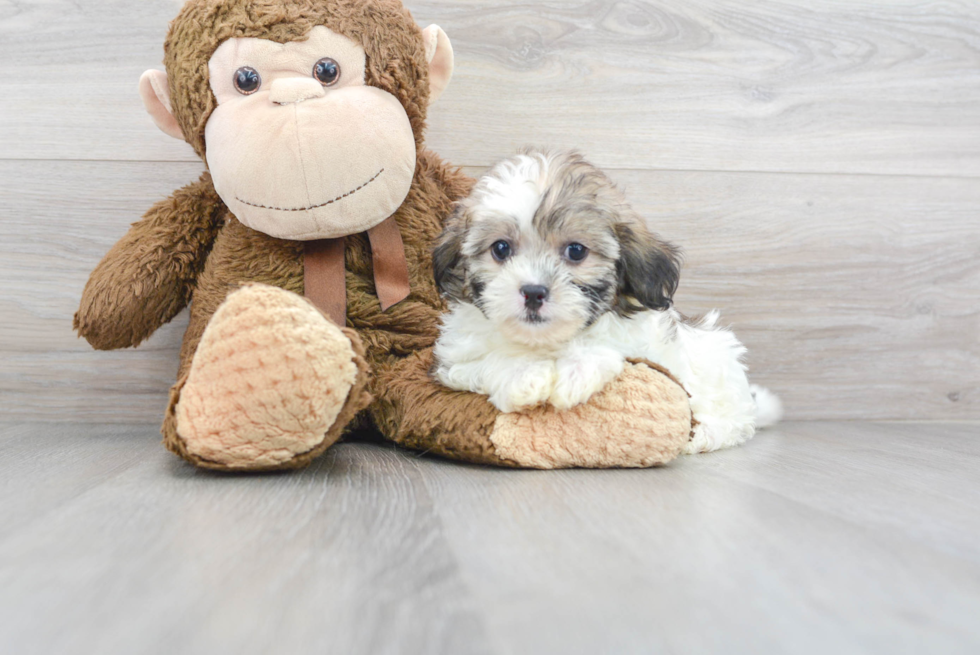 Petite Shih Poo Poodle Mix Pup