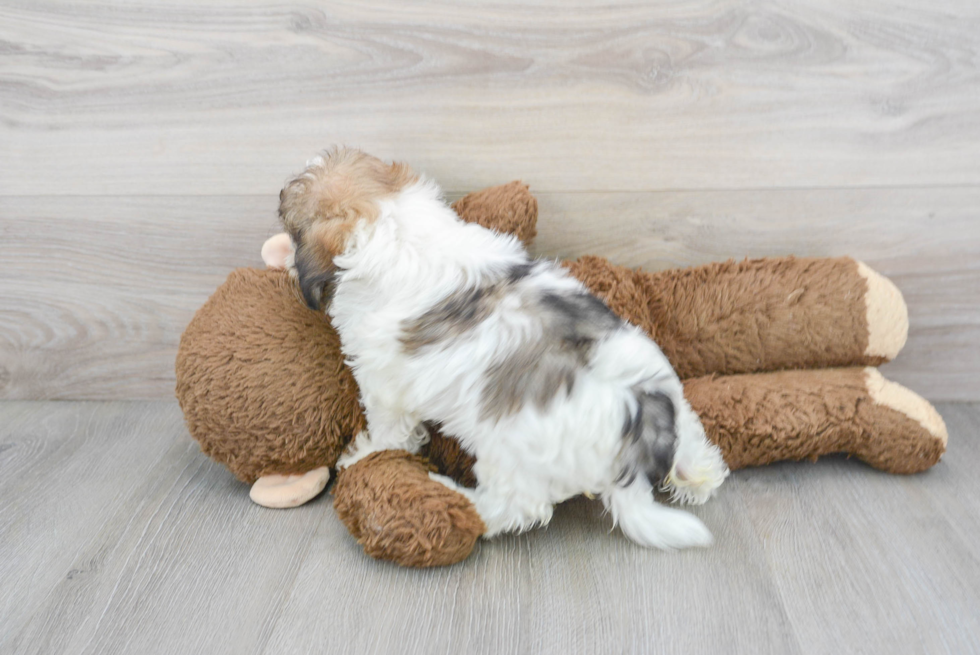 Shih Poo Pup Being Cute