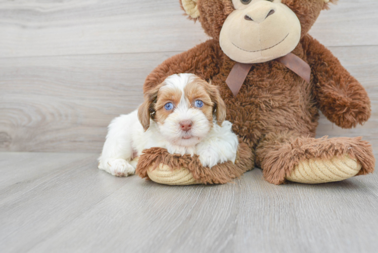 Cute Shih Poo Poodle Mix Puppy