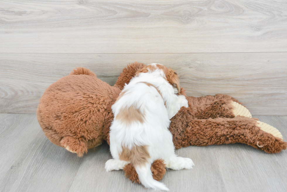 Cute Shihpoo Poodle Mix Puppy