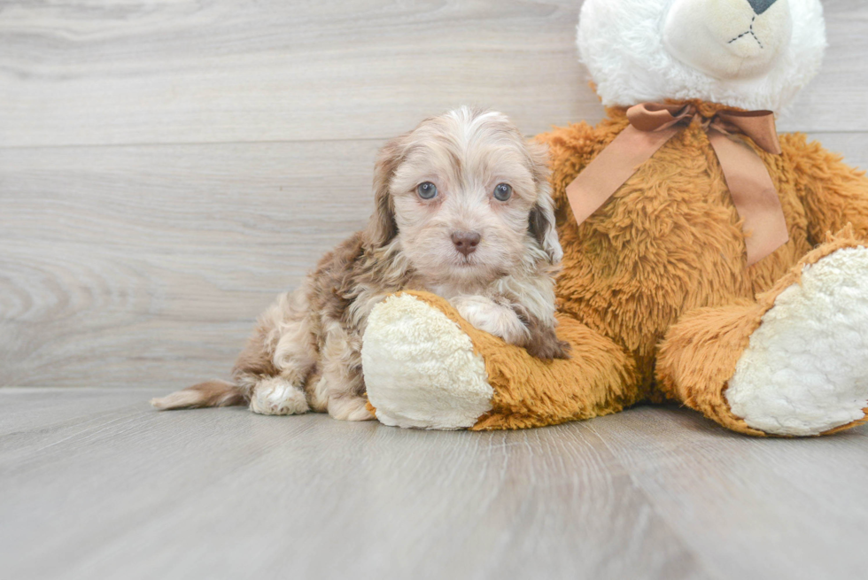 Shih Poo Pup Being Cute