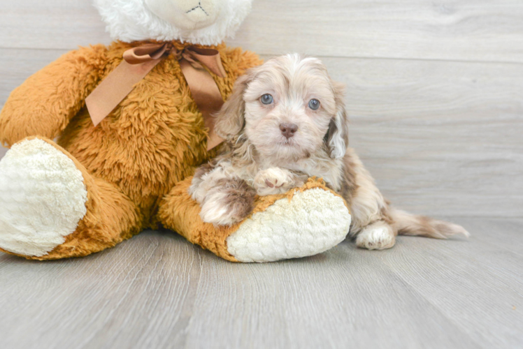 Friendly Shih Poo Baby