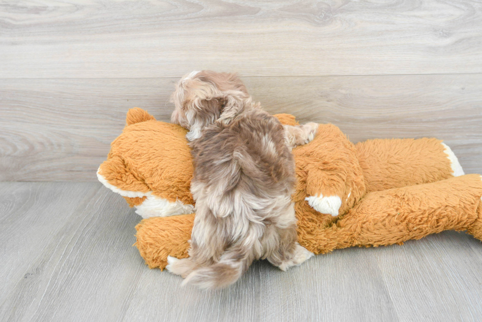 Hypoallergenic Shih Poo Poodle Mix Puppy