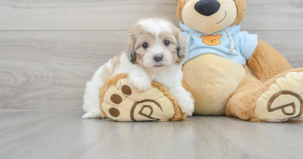 Cute Shih Poo Aiden: 3lb 11oz Doodle Puppy