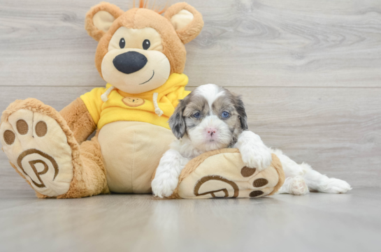 Shih Poo Puppy for Adoption