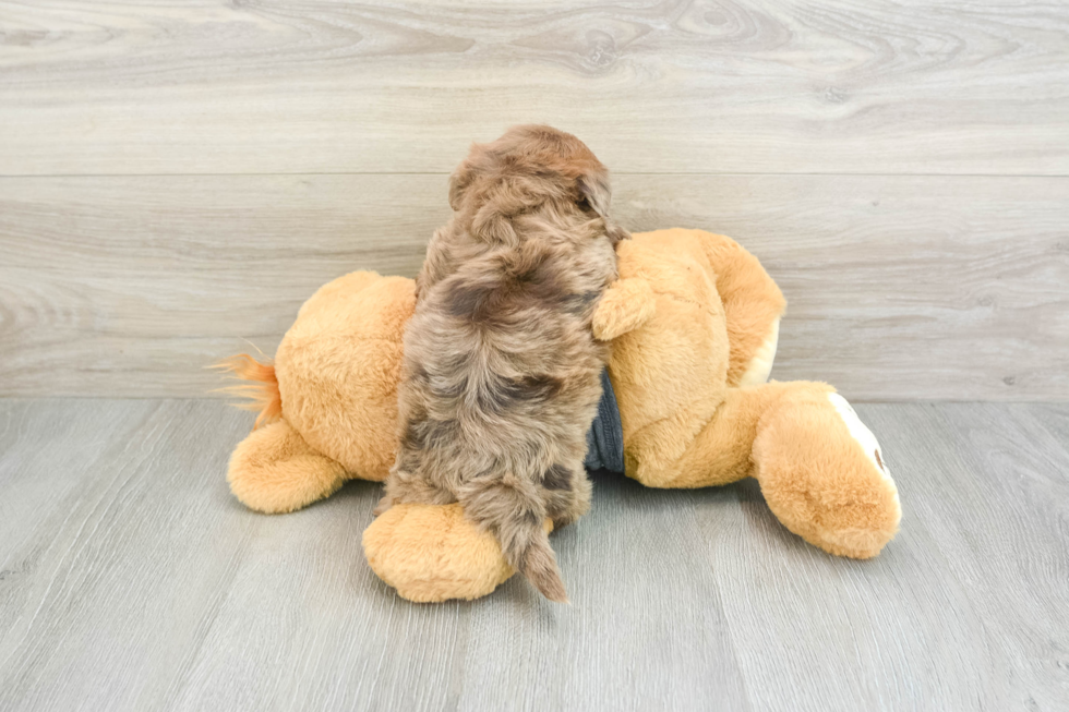 Little Shihpoo Poodle Mix Puppy