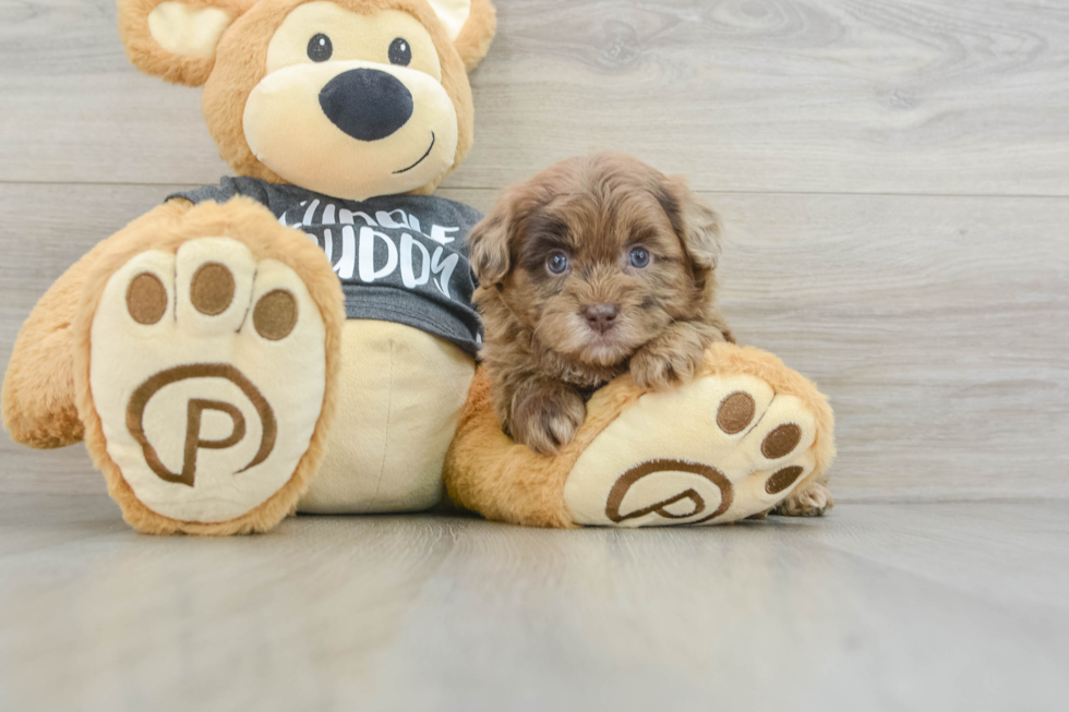 Adorable Shihpoo Poodle Mix Puppy