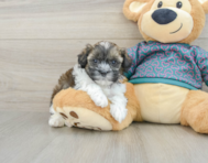 7 week old Shih Poo Puppy For Sale - Premier Pups
