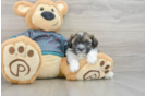 Best Shih Poo Baby