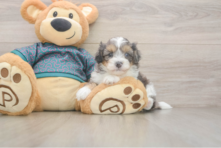 Funny Shih Poo Poodle Mix Pup