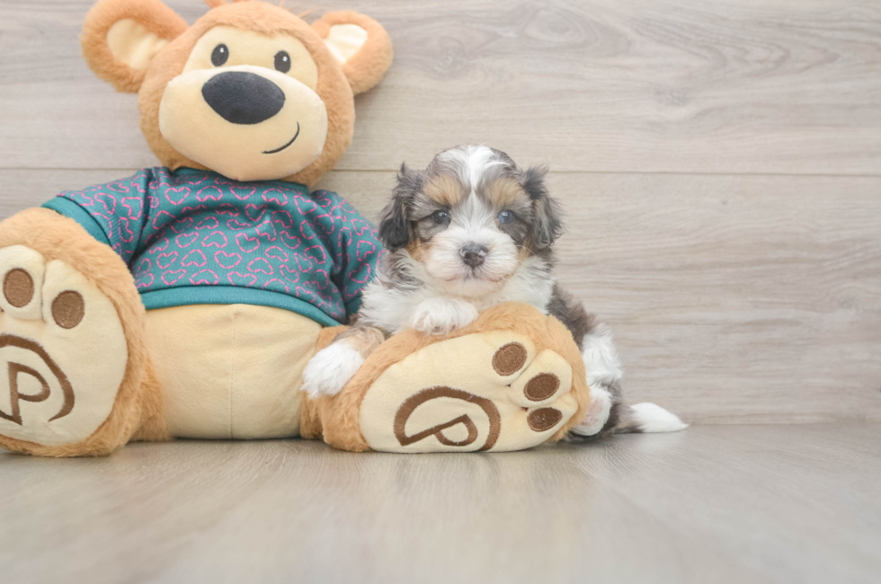 5 week old Shih Poo Puppy For Sale - Premier Pups