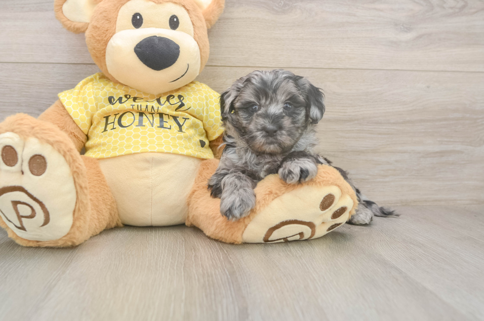 5 week old Shih Poo Puppy For Sale - Premier Pups