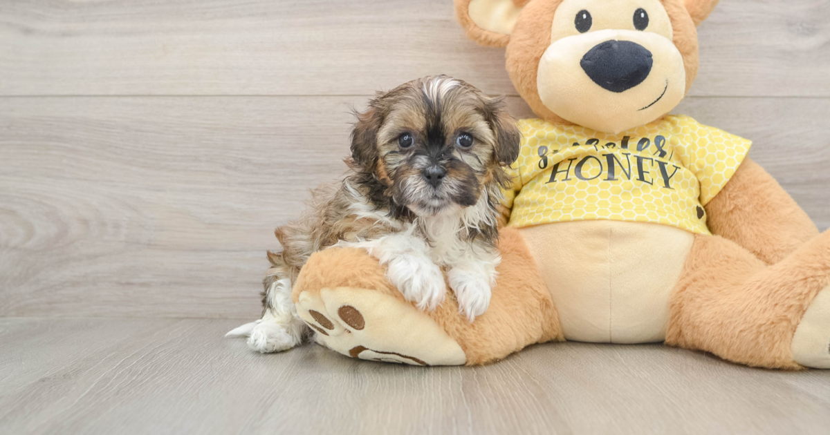 Shih Poo Aiden: 2lb 8oz Doodle Puppy
