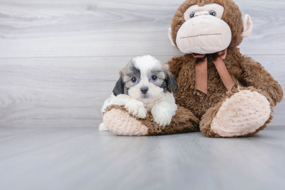 Smart Shih Poo Poodle Mix Pup