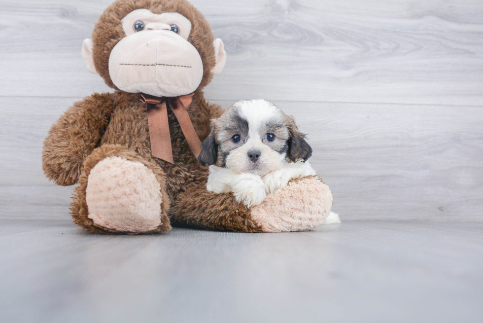 Fluffy Shih Poo Poodle Mix Pup