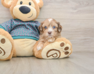 7 week old Shih Poo Puppy For Sale - Premier Pups