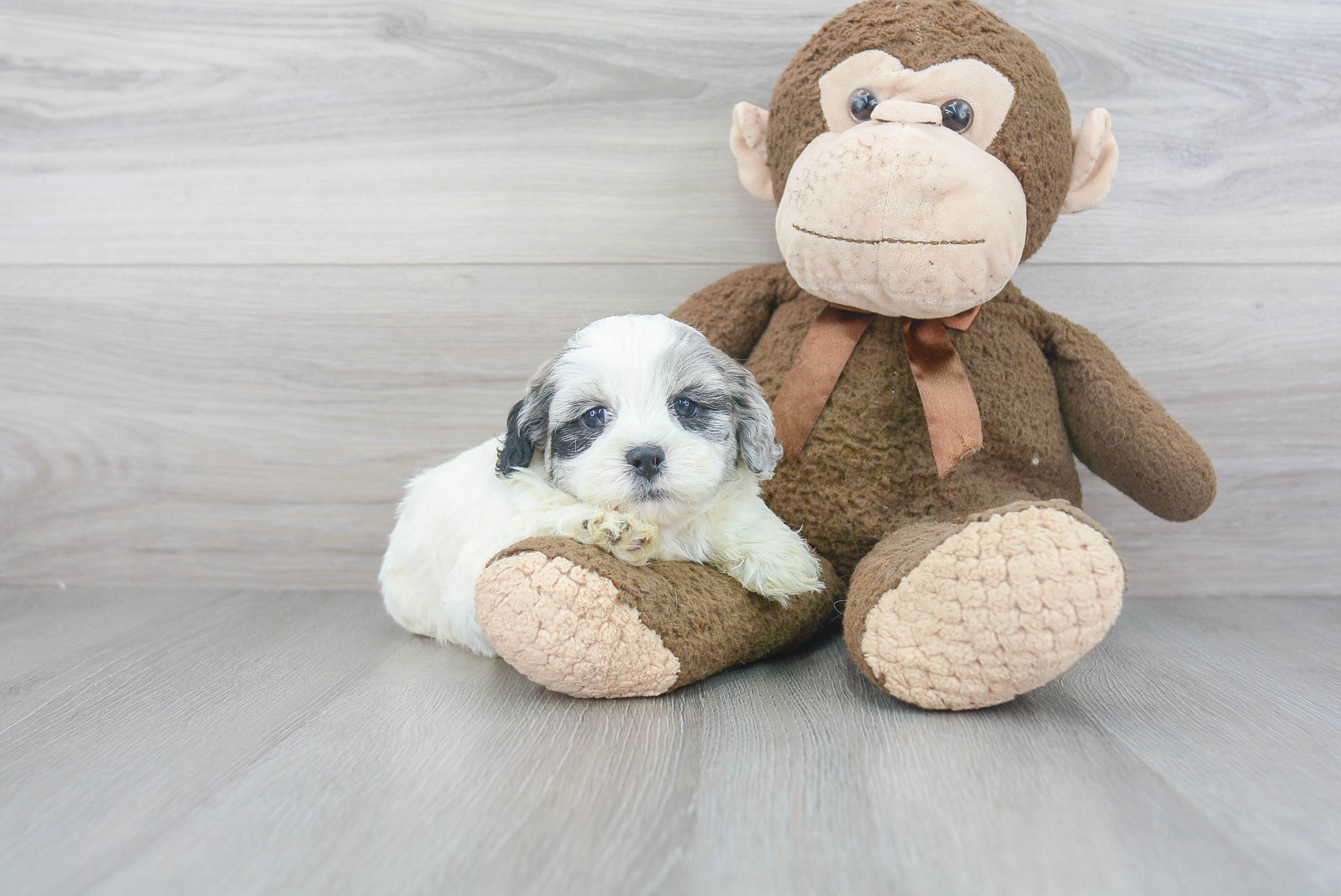 Hypoallergenic Shih Poo Poodle Mix Puppy