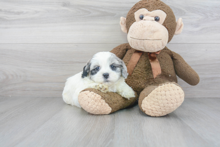 Hypoallergenic Shih Poo Poodle Mix Puppy