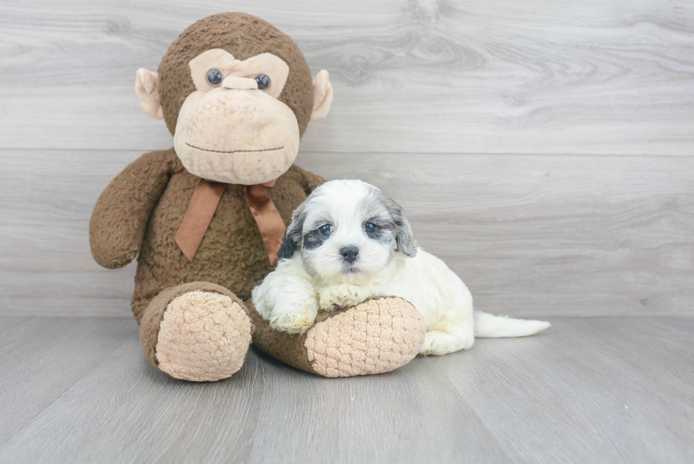 Best Shih Poo Baby