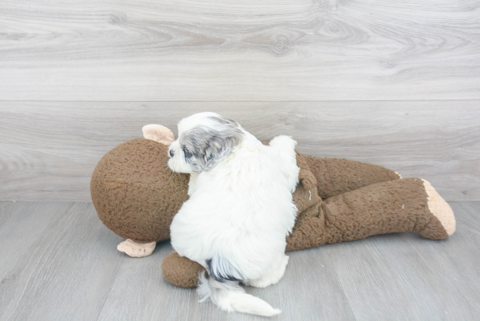 Shih Poo Puppy for Adoption