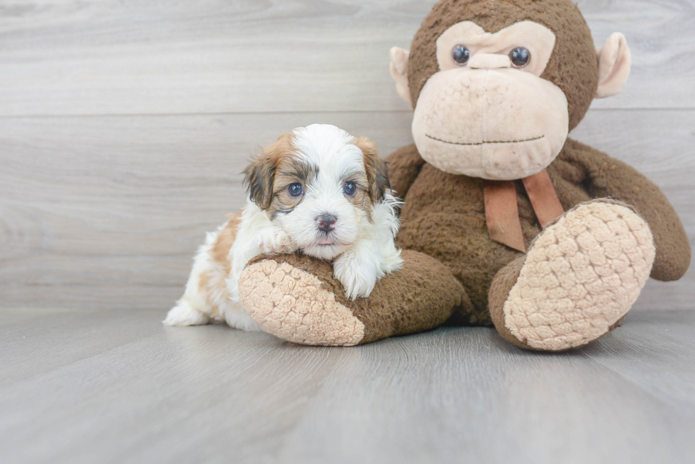 Popular Shih Poo Poodle Mix Pup