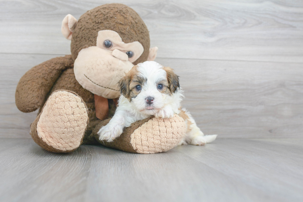 Shih Poo Puppy for Adoption