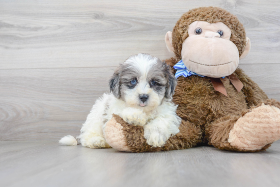 Best Shih Poo Baby