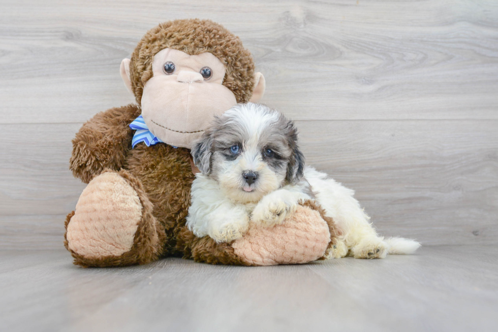 Shih Poo Puppy for Adoption