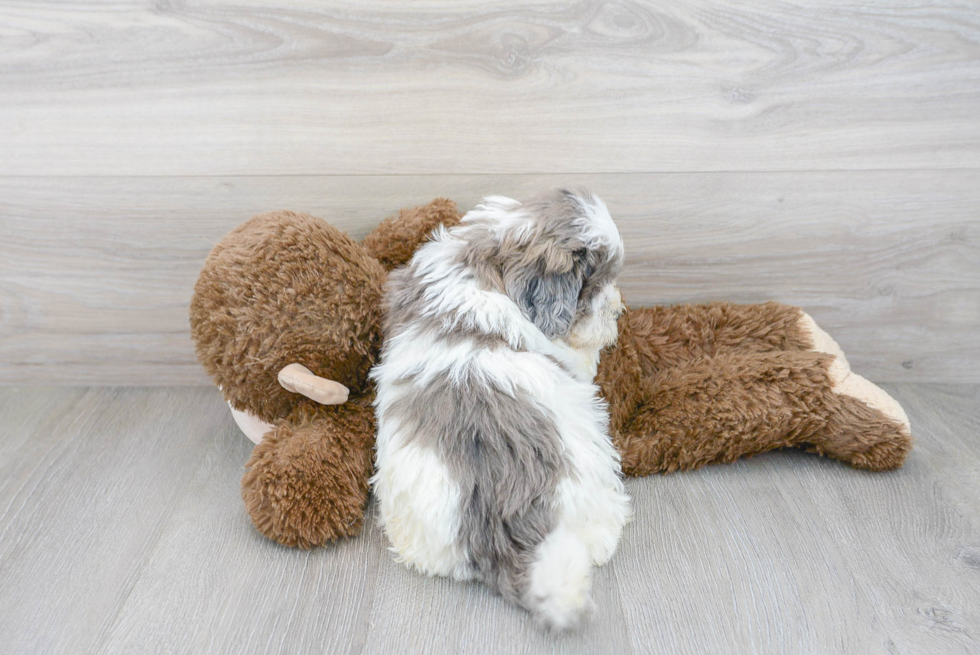 Shih Poo Pup Being Cute