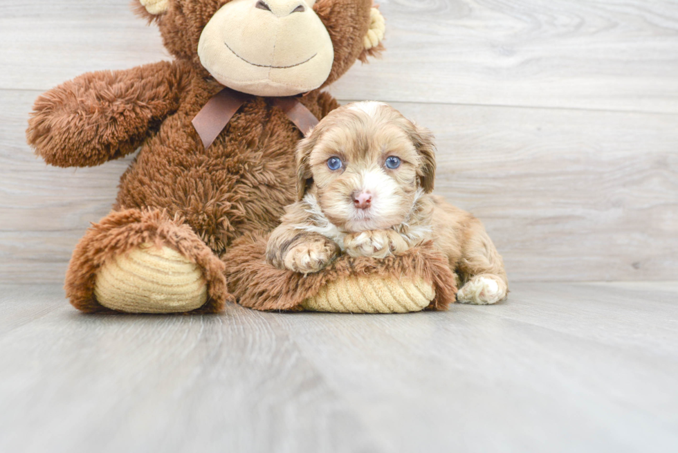 Sweet Shih Poo Baby