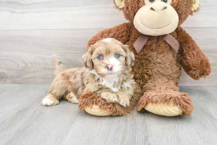 Shih Poo Pup Being Cute