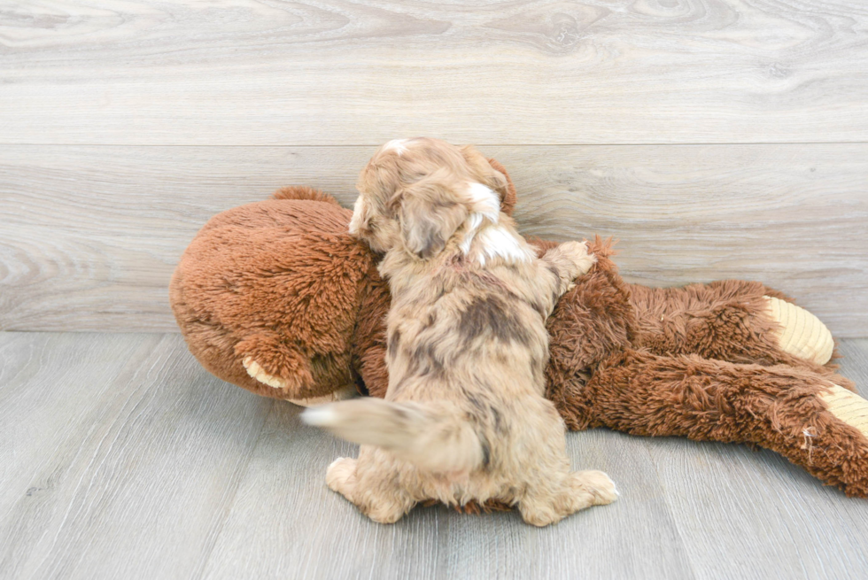 Energetic Shih Poo Poodle Mix Puppy