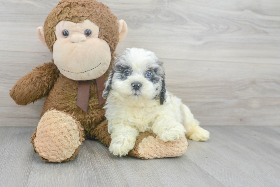 Cute Shih Poo Baby