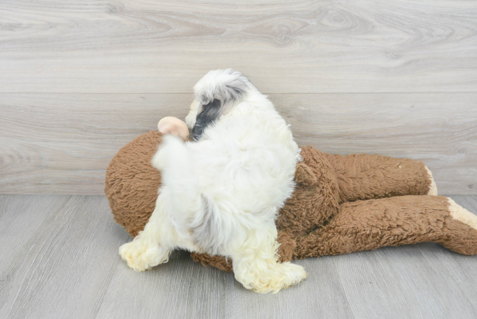 Popular Shih Poo Poodle Mix Pup