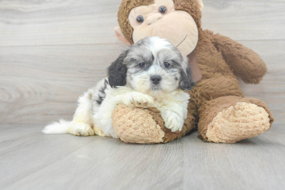 Energetic Shih Poo Poodle Mix Puppy