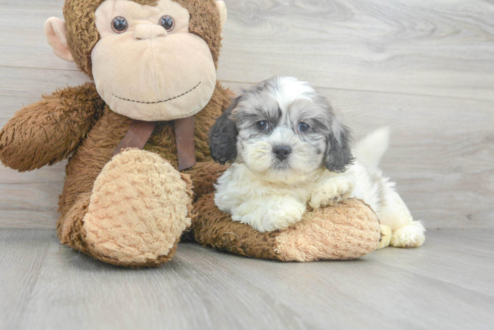 Best Shih Poo Baby