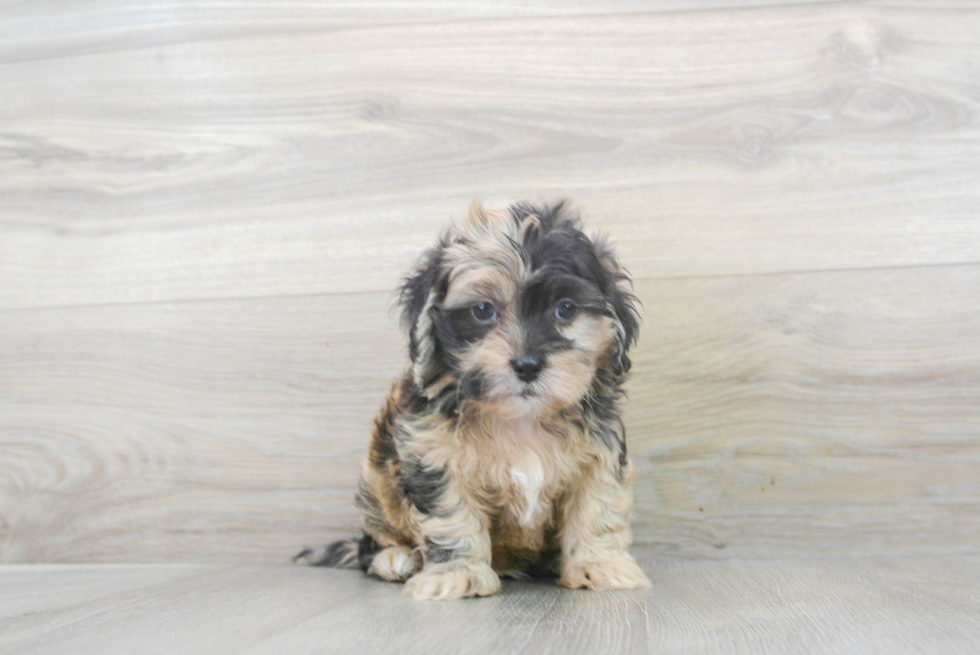 Friendly Shih Poo Baby