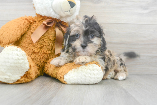 Best Shih Poo Baby