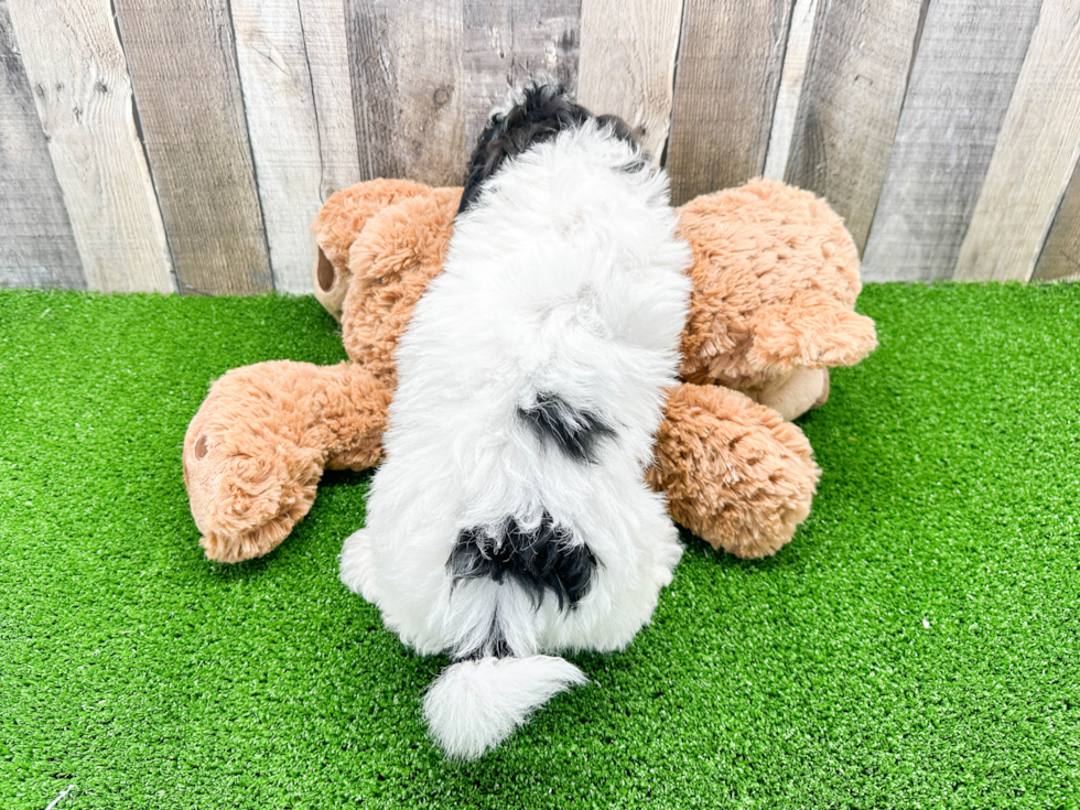 Funny Shih Poo Poodle Mix Pup