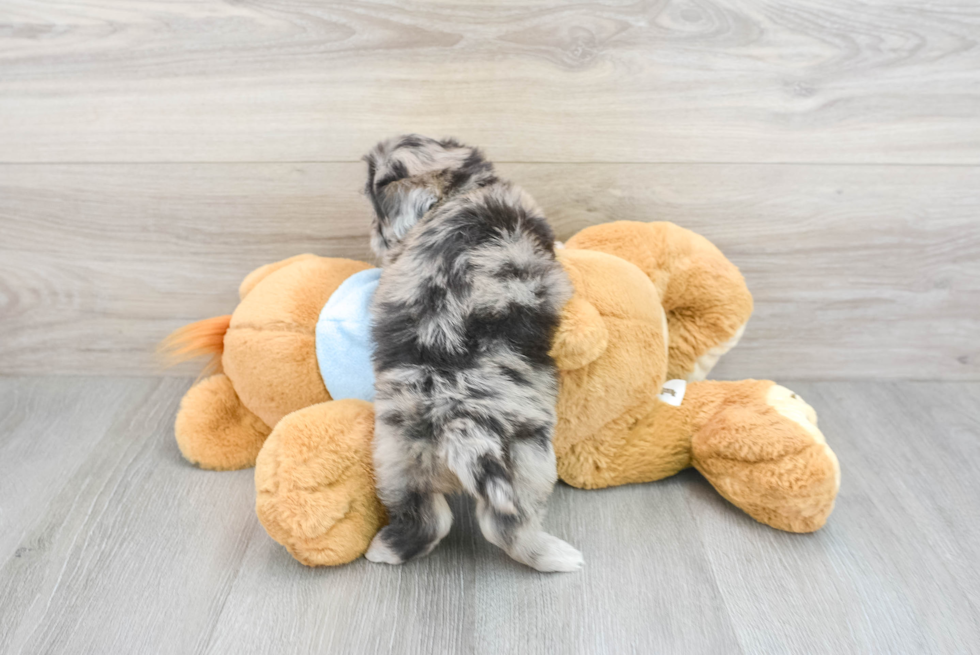 Smart Shih Poo Poodle Mix Pup