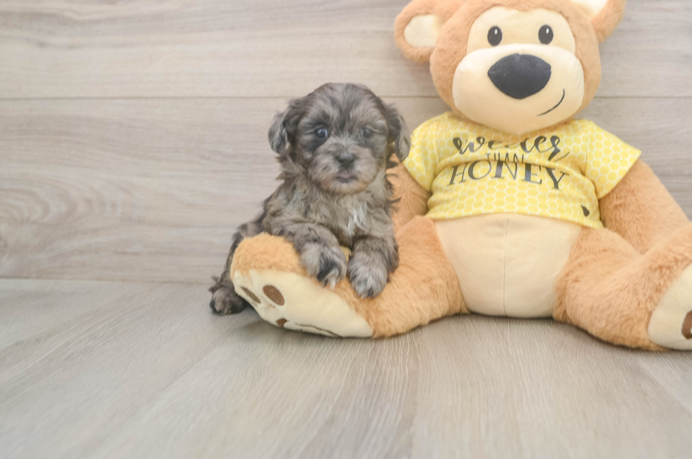 6 week old Shih Poo Puppy For Sale - Premier Pups